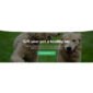 Petcare Pet Boarding and Care Centre Template kit - Image 11