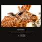 Impacto Patronus Petitions Social Activism Templat - Elementor Template Kit - Image 22