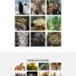 Impacto Patronus Petitions Social Activism Templat - Elementor Template Kit - Image 44