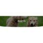 Petcare Pet Boarding and Care Centre Template kit - Image 12