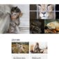 Impacto Patronus Petitions Social Activism Templat - Elementor Template Kit - Image 30