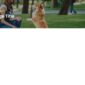 Tailwag Dog Breeder Adoption Template kit - Image 11